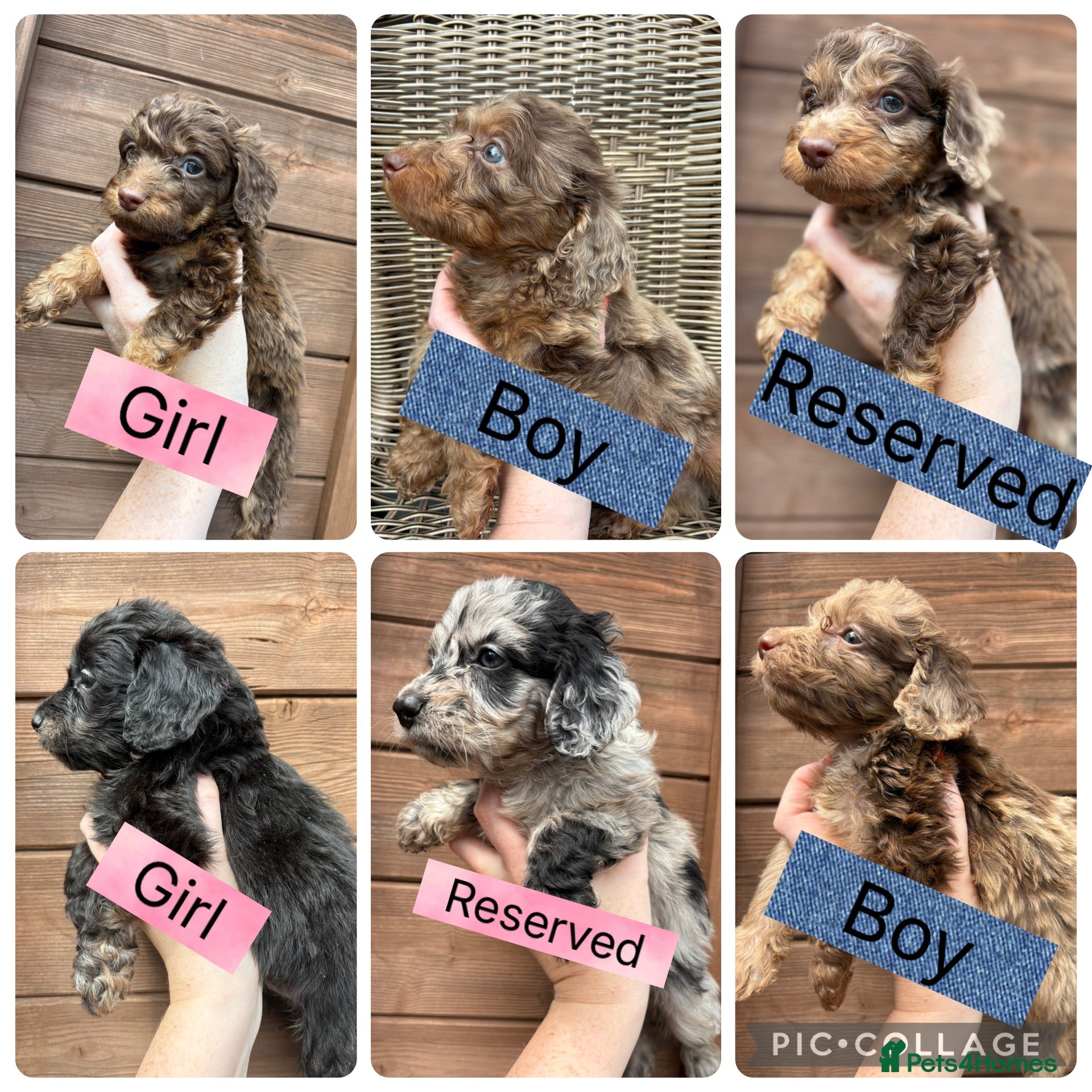 Cockapoo dogs Beautiful F1 Cockapoo Puppies 🧡 - Advert 1