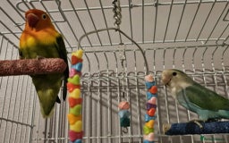 Lovebirds birds for sale: Lovebirds full set up  - Image 1
