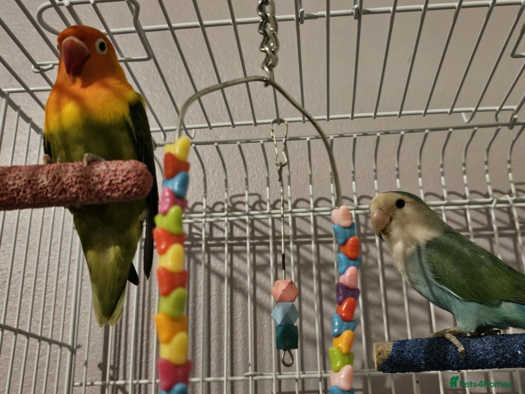 Lovebirds birds for sale: Lovebirds full set up  - Image 1