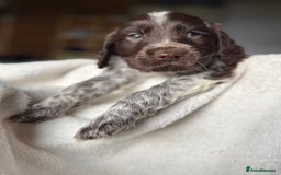 Sprocker dogs for sale: unbelievably marked sprockers 😍 - Image 37