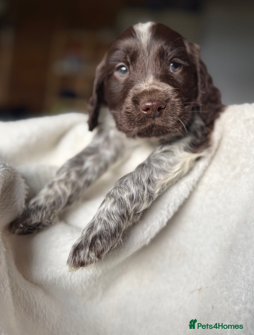 Sprocker dogs for sale: unbelievably marked sprockers 😍 - Image 37