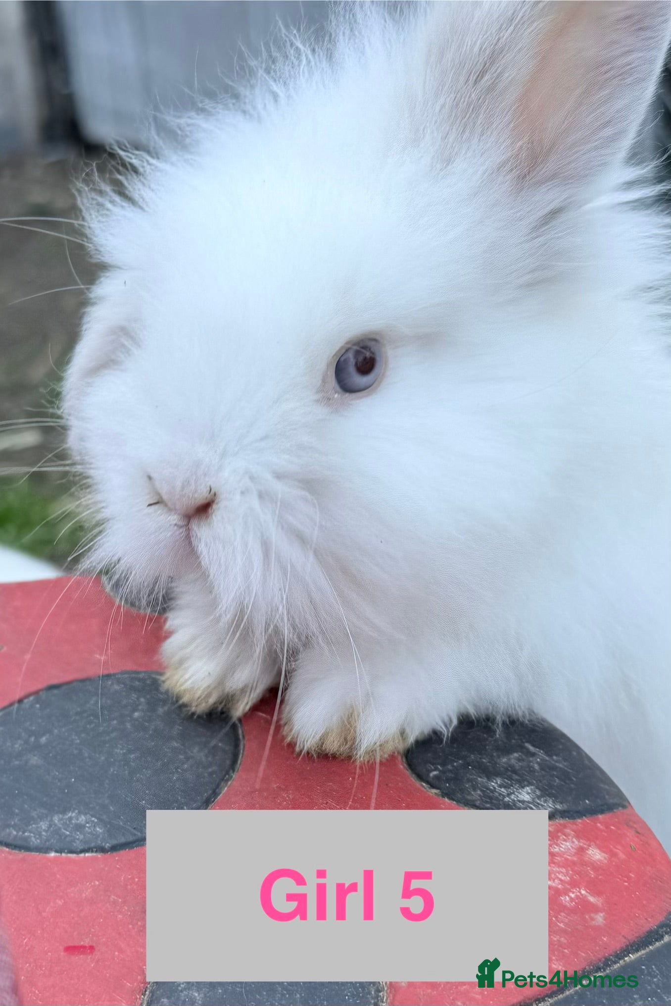 Lionhead rabbits Double Maned Lionheads - READY NOW - Advert 1