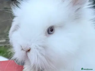 Lionhead rabbits Double Maned Lionheads - READY NOW - Advert 3
