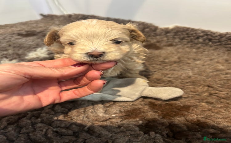 Maltipoo dogs Teeny tiny maltipoo babies 🧸 - Advert 10