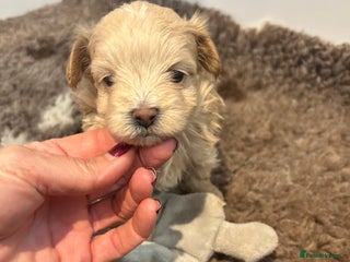 Maltipoo dogs Teeny tiny maltipoo babies 🧸 - Advert 7