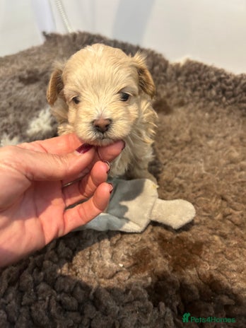 Maltipoo dogs Teeny tiny maltipoo babies 🧸 - Advert 10