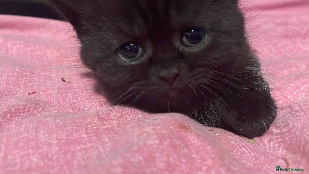 British Shorthair cats for sale: Gorgeous British short haired black - Image 4
