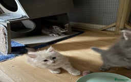Maine Coon cats for sale: Maine coon kittens - Image 8