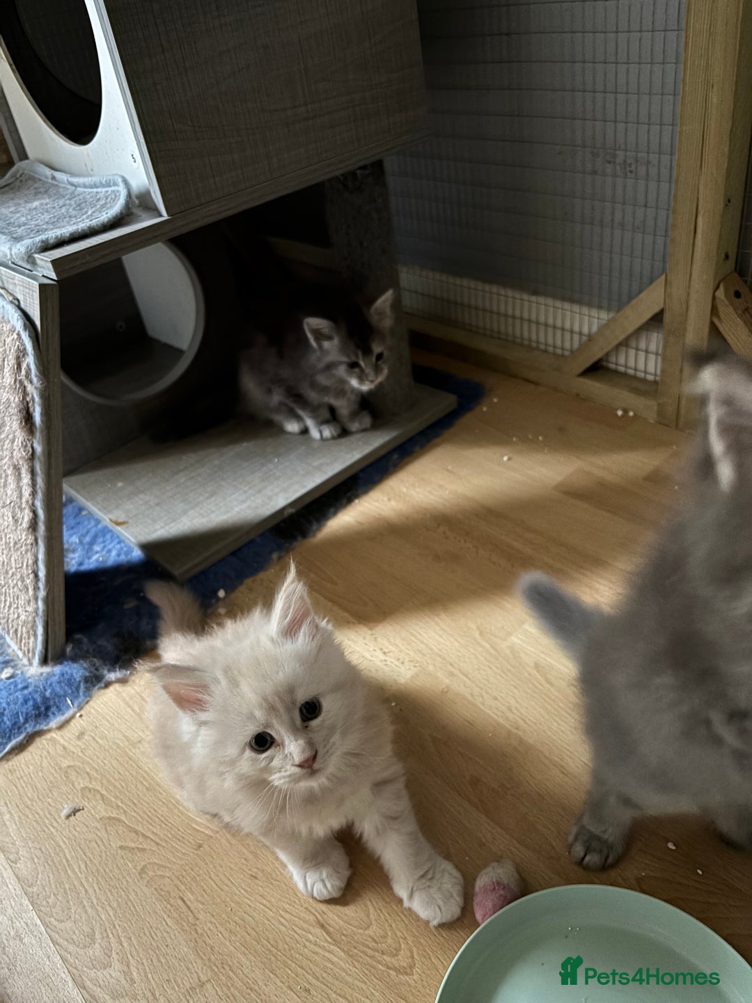 Maine Coon cats for sale: Maine coon kittens - Image 8