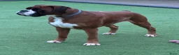 Boxer dogs for stud: Kc Bobtail  - Advert 2