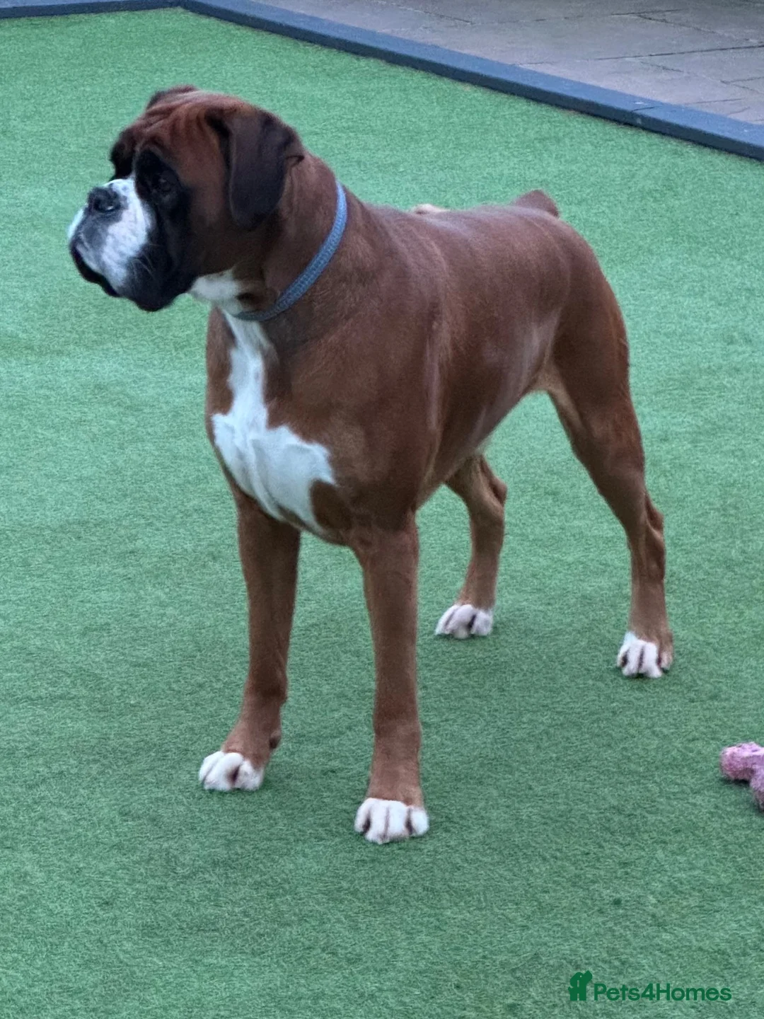 Boxer dogs for stud: Kc Bobtail  - Advert 2