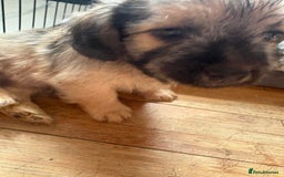 Mixed Breed dogs for sale: Fluffy Frenchie x Jackapoo  - Image 28