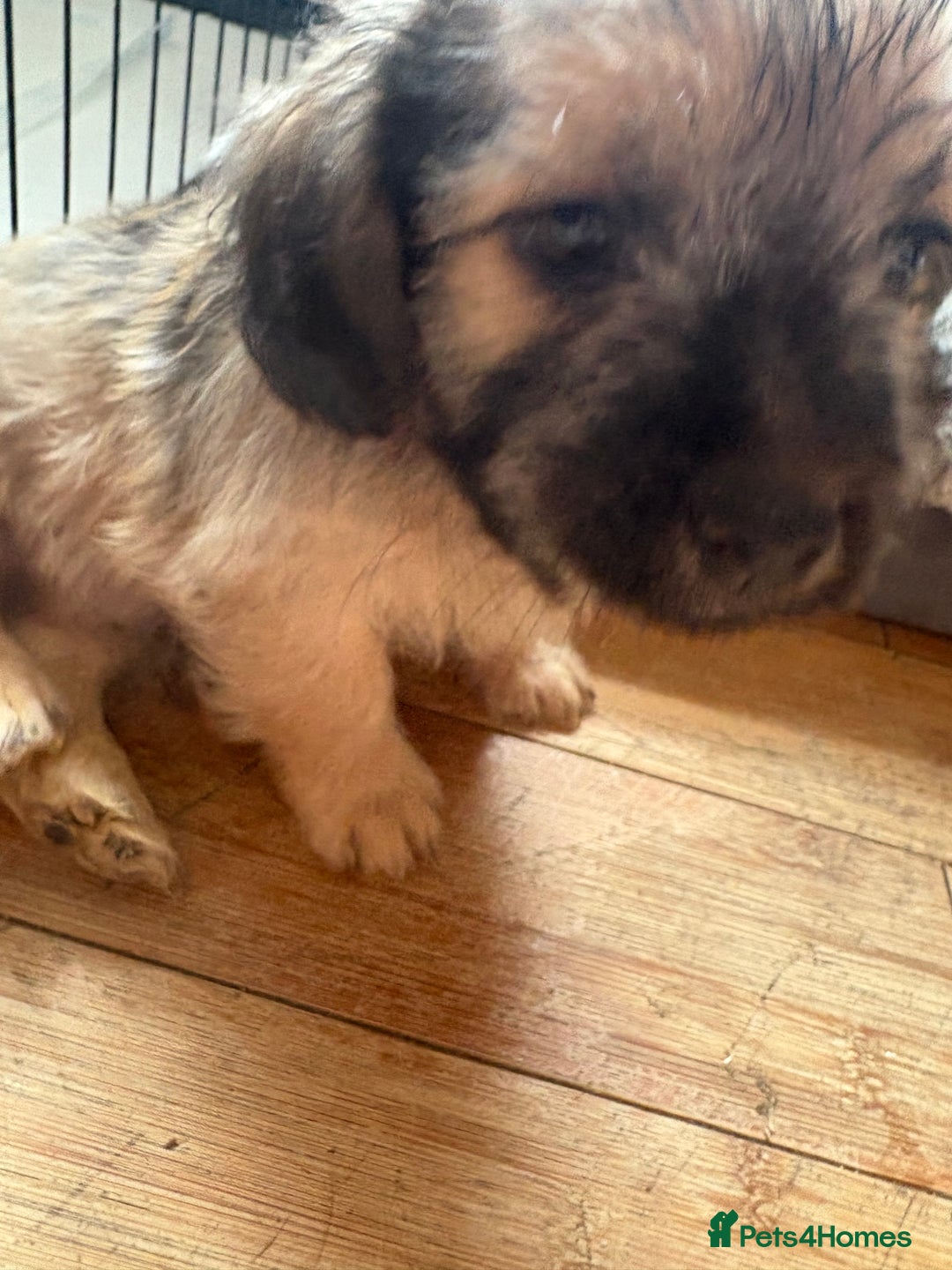 Mixed Breed dogs for sale: Fluffy Frenchie x Jackapoo  - Image 28