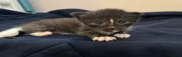 Mixed Breed cats for sale: Sphynx cross kittens x6 - Advert 11