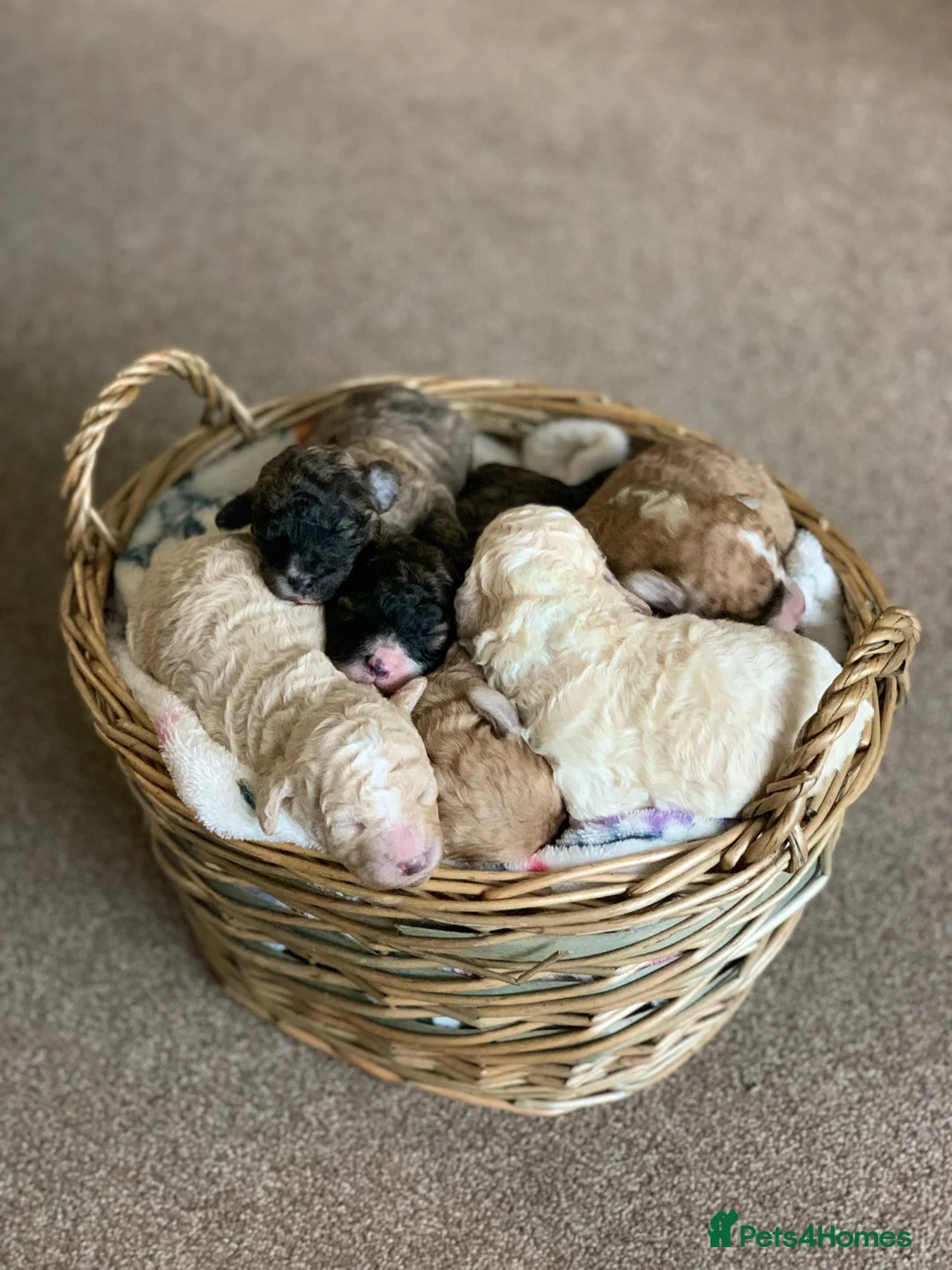 Miniature Poodle dogs for stud: 🏆PROVEN🏆 sable miniature poodle health tested in Havant - Advert 24