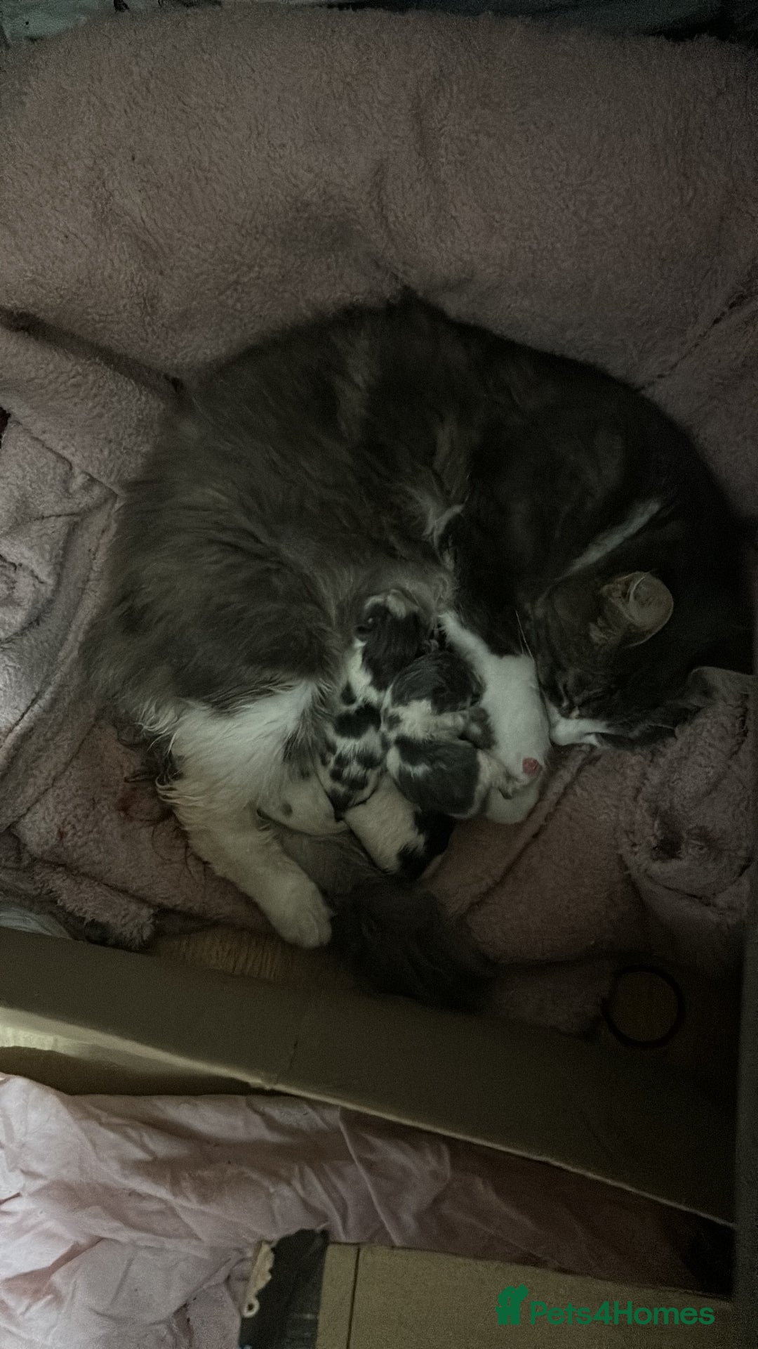 Mixed Breed cats for sale: Fluffy kittens ready soon  - Image 1