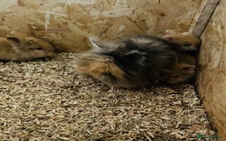 Lionhead rabbits for sale: Beautiful Lion head Baby Bunnies  - Image 16