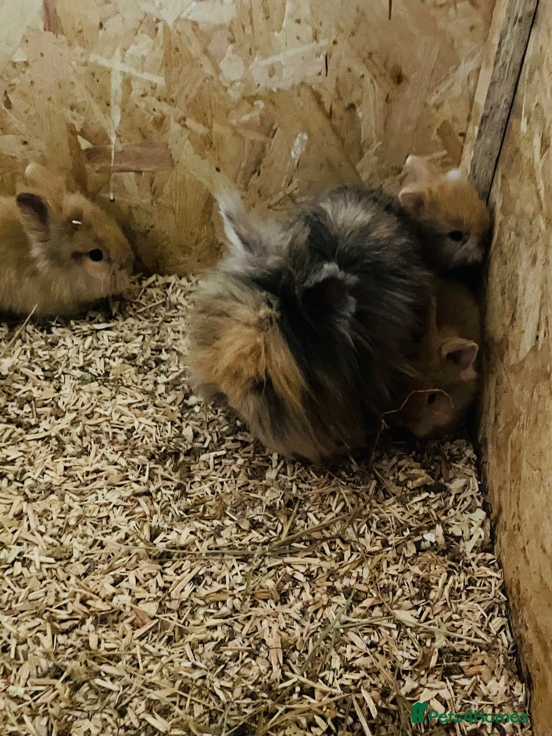 Lionhead rabbits for sale: Beautiful Lion head Baby Bunnies  - Image 16