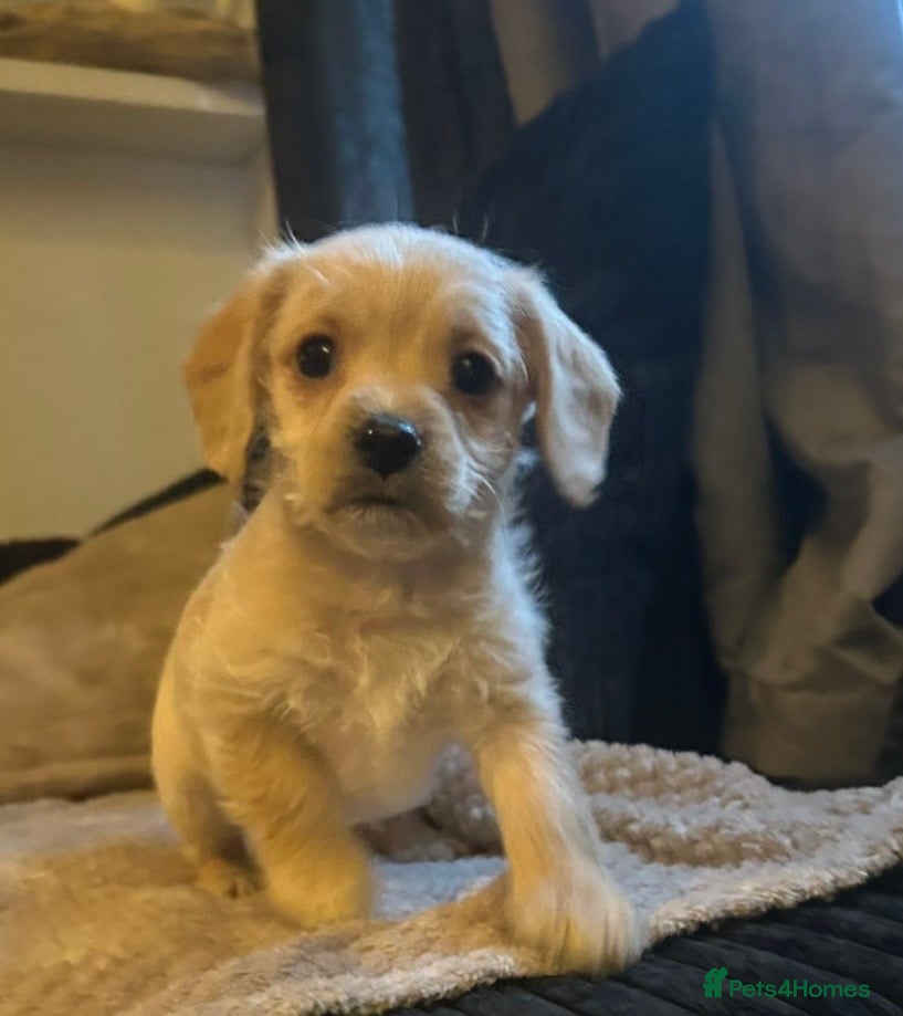 Mixed Breed dogs Dachshund Cavapoo mix - Advert 1
