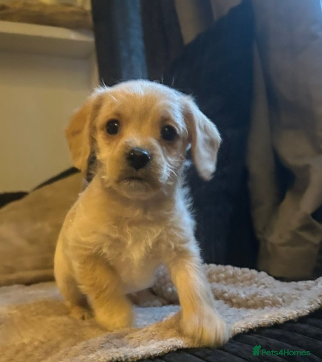 Mixed Breed dogs for sale: Dachshund Cavapoo mix - Advert 1