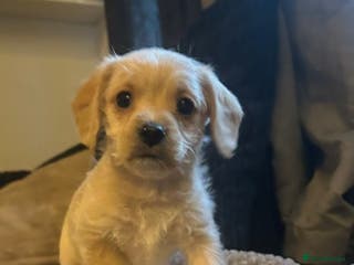 Mixed Breed dogs Dachshund Cavapoo mix - Advert 10
