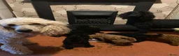 Standard Poodle dogs for sale: wonderful poodle puppies - Advert 1
