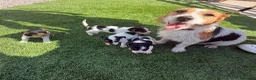 Jack Russell dogs for sale: Jack russell - Advert 6