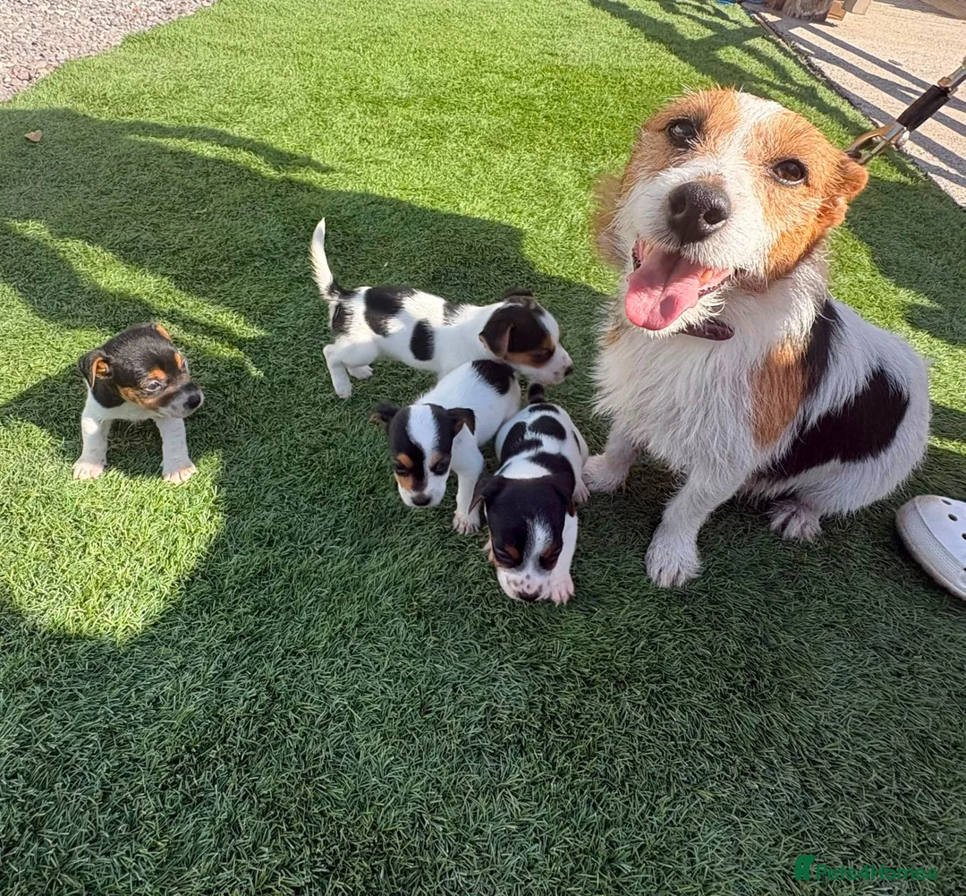 Jack Russell dogs for sale: Jack russell - Advert 6