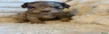 Cockapoo 5