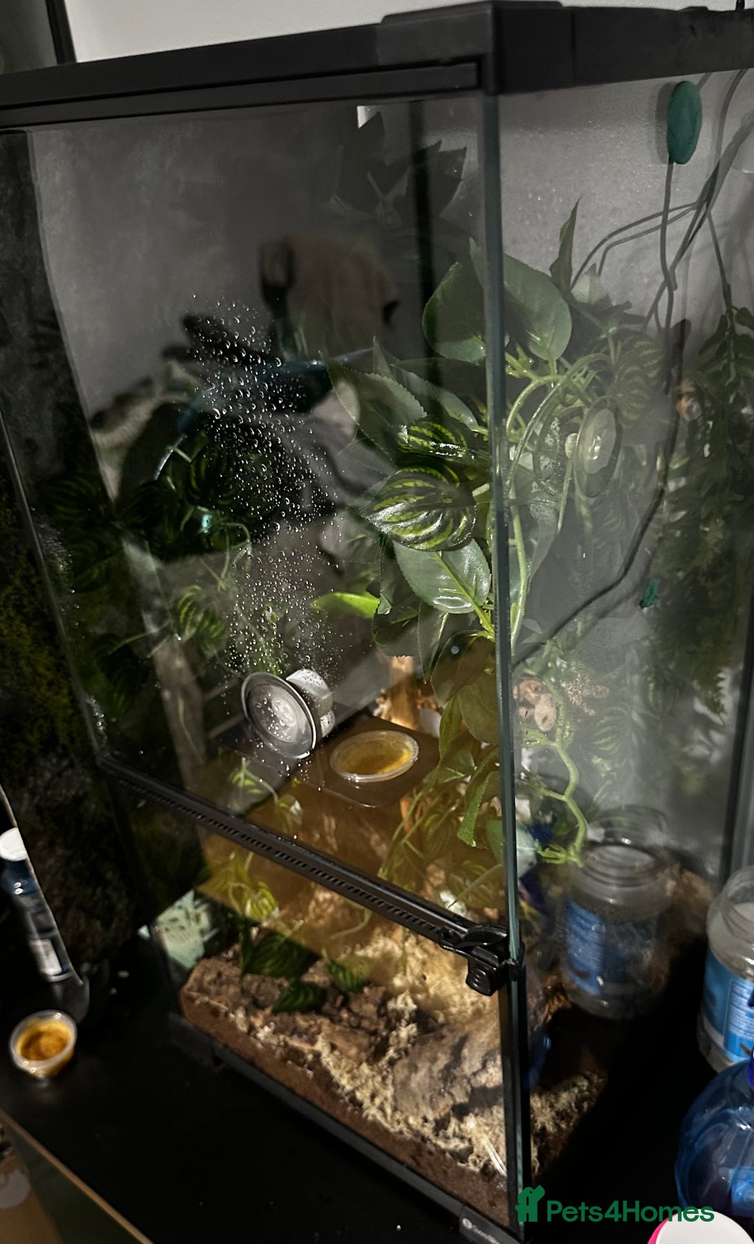 Gecko reptiles for sale: Crested gecko- includes setup - Advert 9