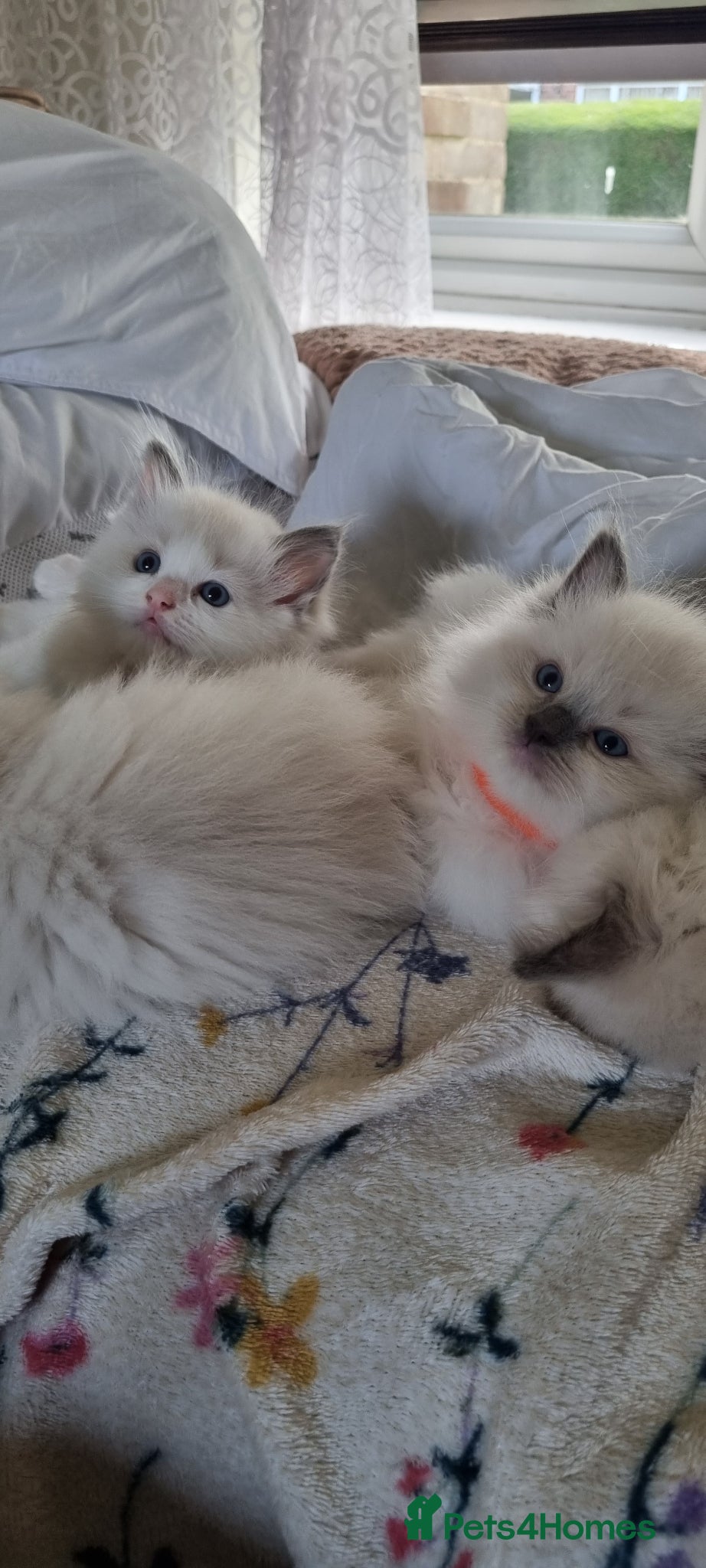 Ragdoll cats Fluffy Ragdoll  kittens  - Advert 7