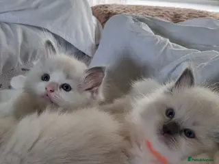 Ragdoll cats Fluffy Ragdoll kittens - Advert 7