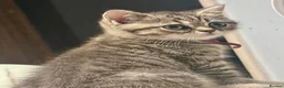 British Shorthair cats for stud: Chunky For STUD silver British Short Hair  - Advert 8