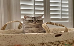Scottish Fold cats for sale: Loving home wanted for 2 Scottish Fold boys - Image 8