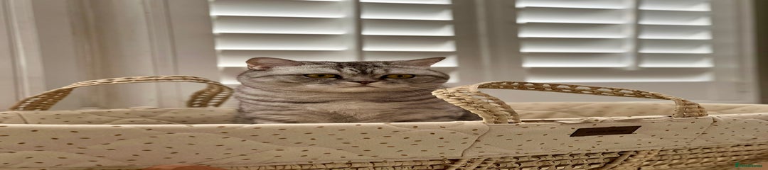 Meeko