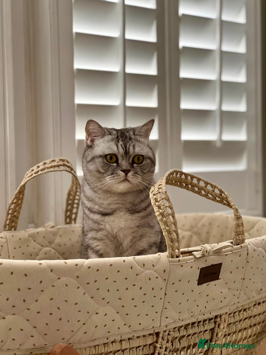 Scottish Fold cats for sale: Loving home wanted for 2 Scottish Fold boys - Image 8