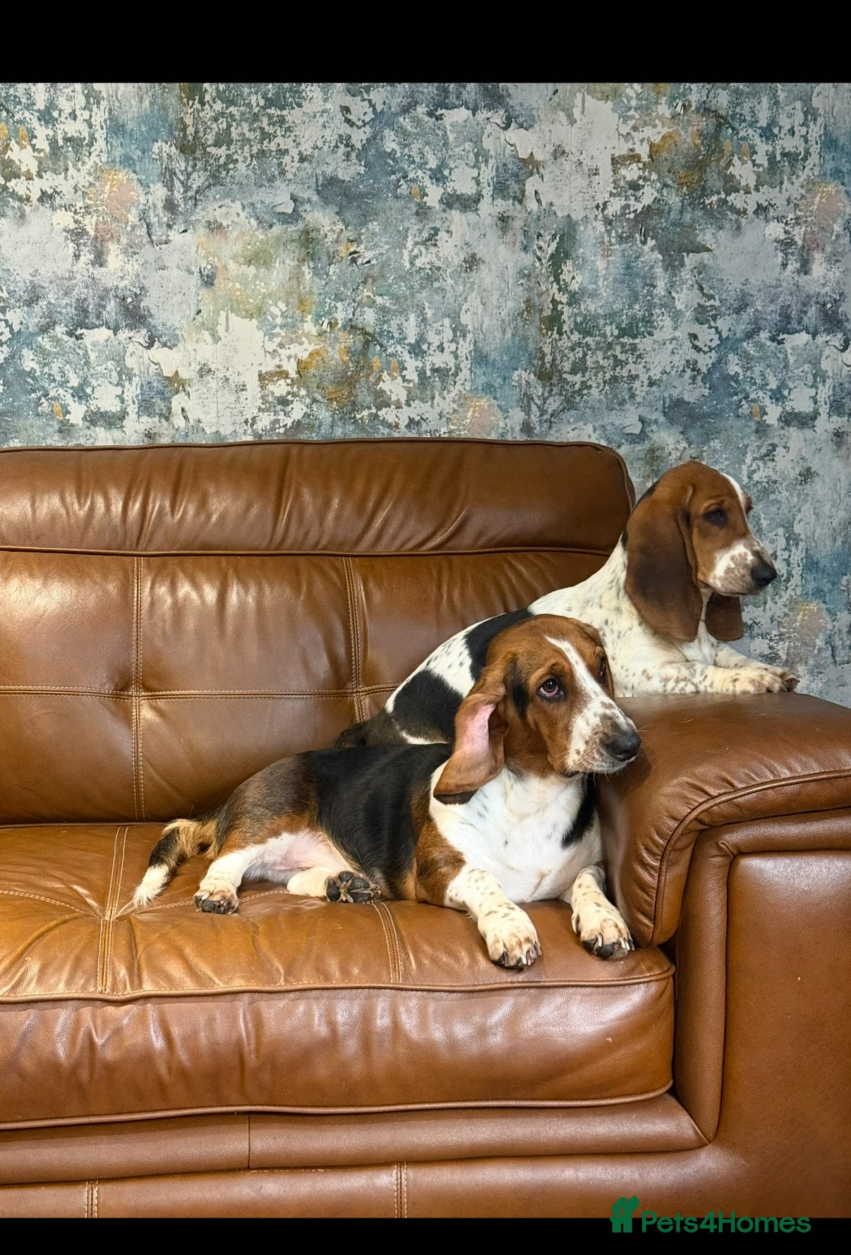 Basset Hound dogs Stunning 9 month old Bassett hound girl  - Advert 1