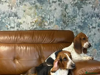Basset Hound dogs Stunning 9 month old Bassett hound girl - Advert 1