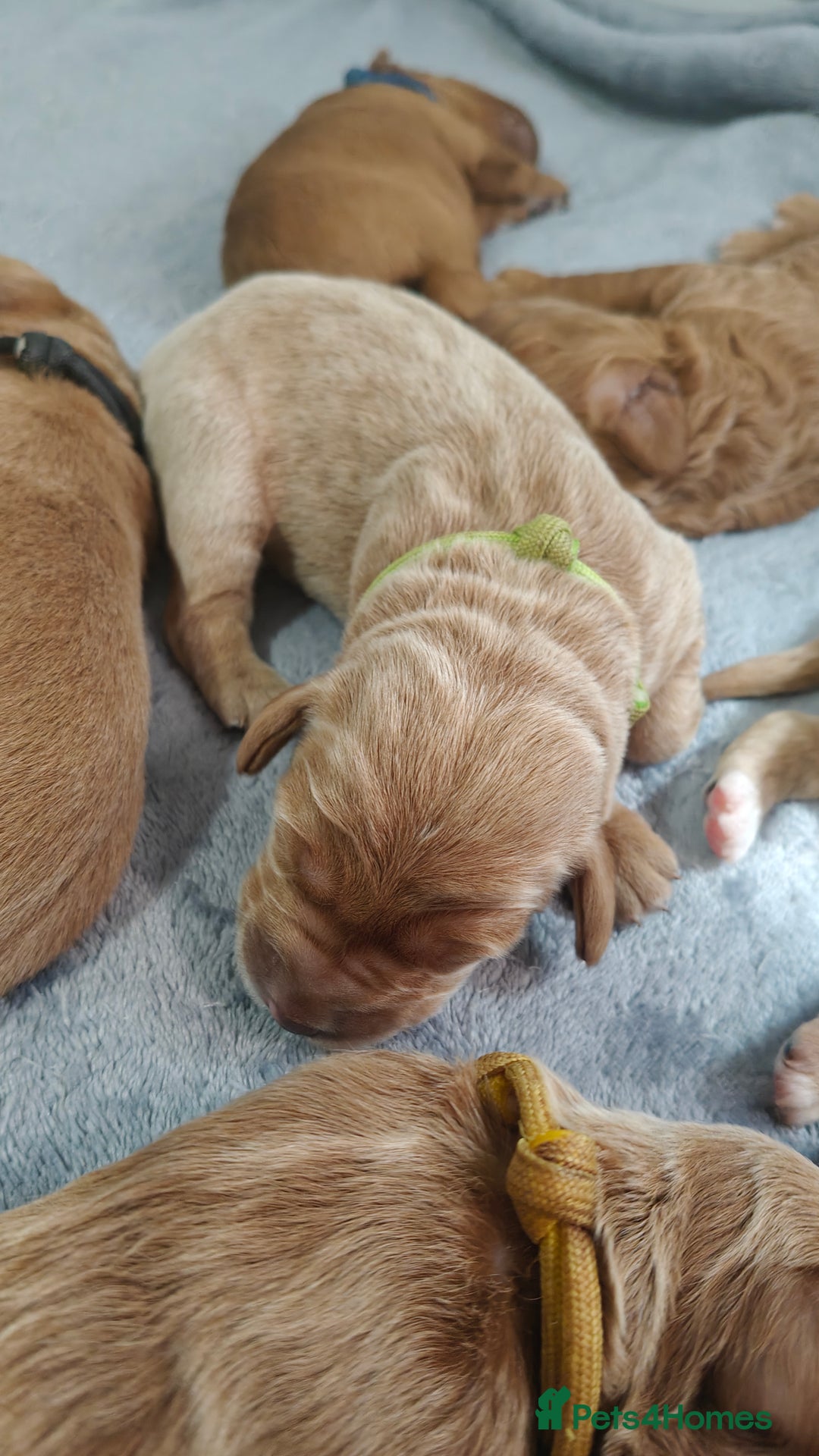Mixed Breed dogs for sale: ✨2 Health Tested Australian Labradoodles ✨ - Image 12
