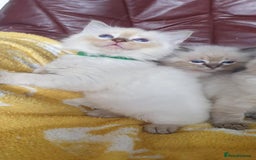 Ragdoll cats for sale: Stunning GCCF Registered Ragdoll Kittens. - Image 14