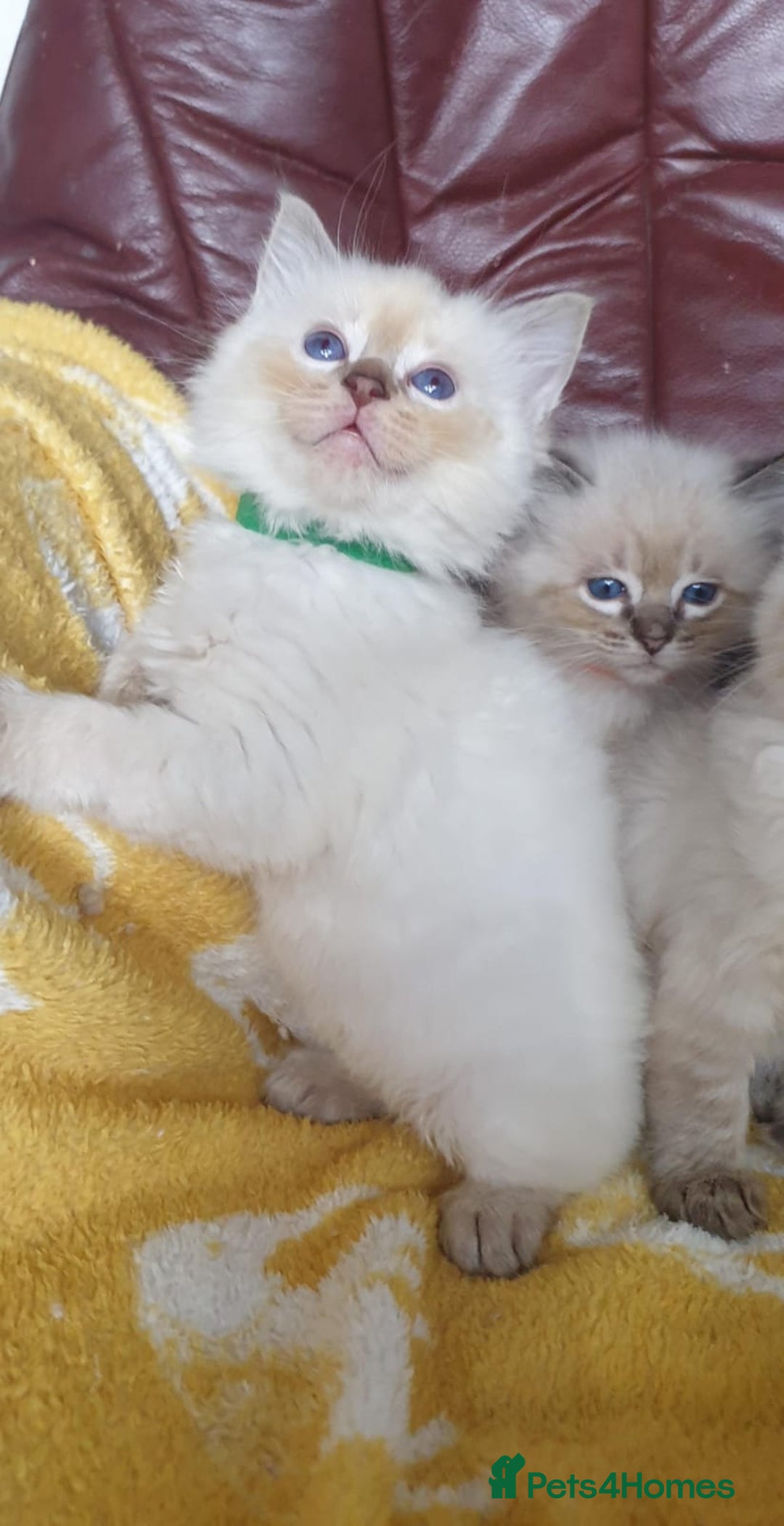 Ragdoll cats for sale: Stunning GCCF Registered Ragdoll Kittens. - Image 14