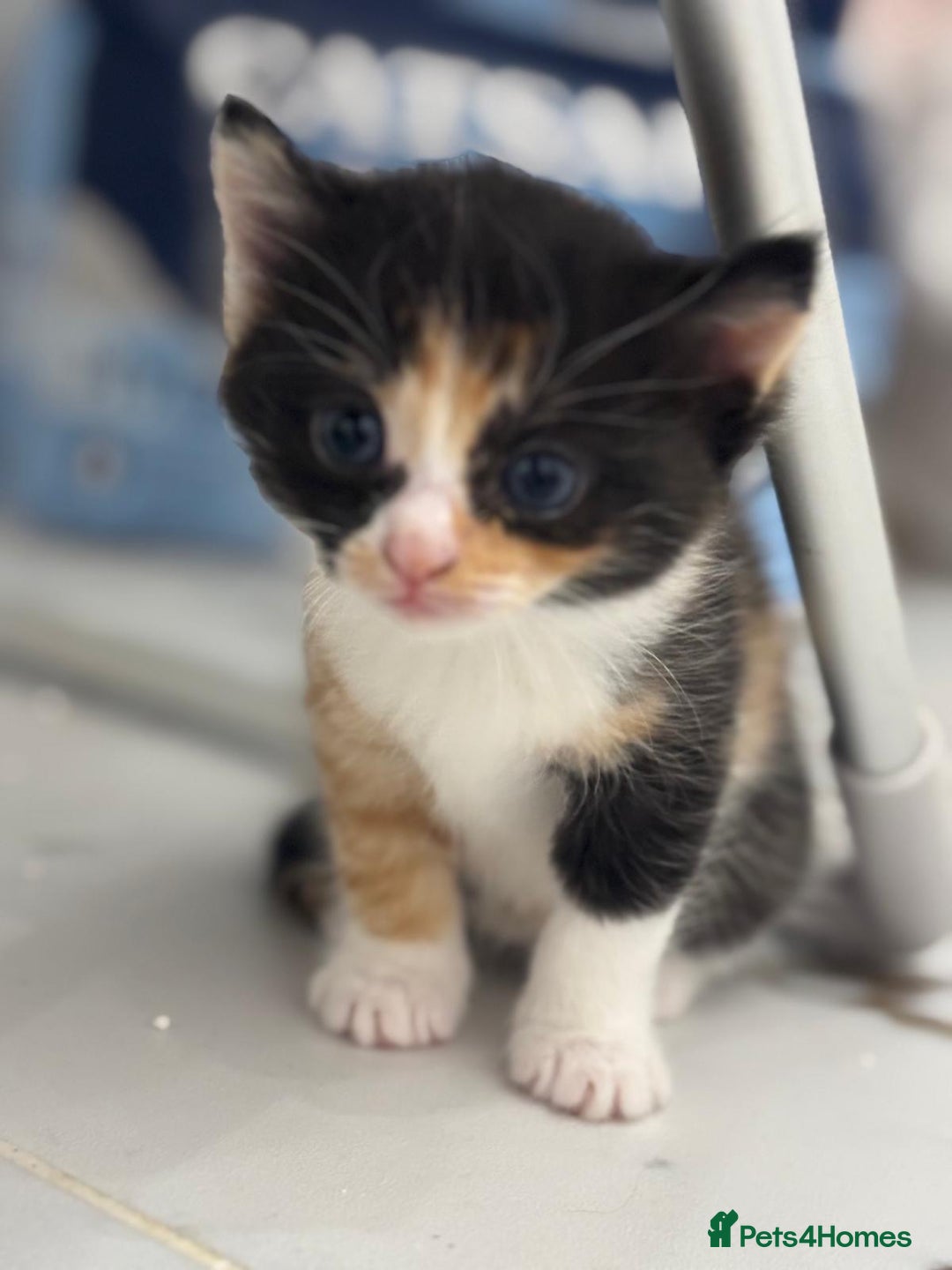 Mixed Breed cats for sale: Ragdoll x British Longhair x Moggie - Image 4