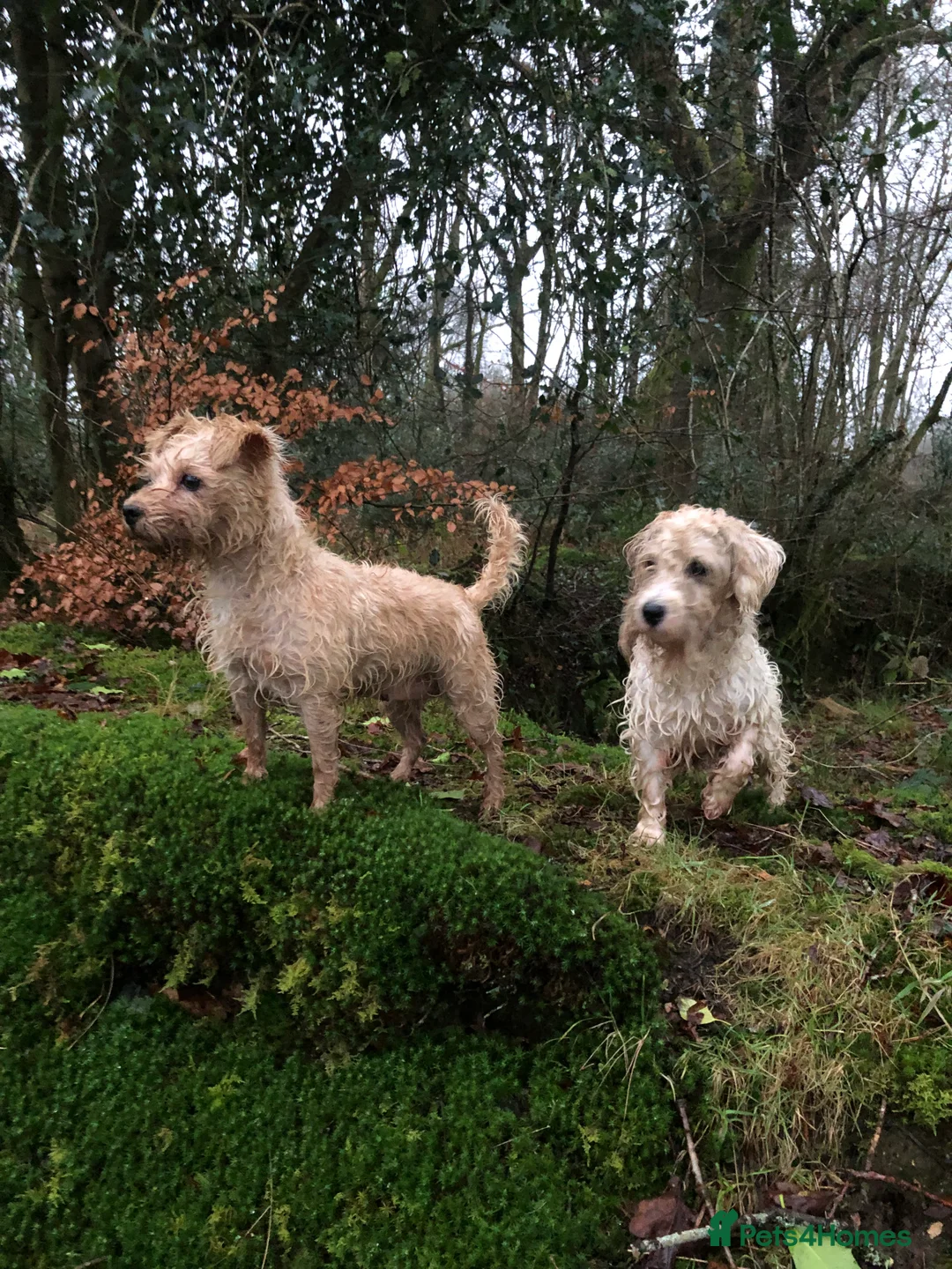 Mixed Breed dogs for sale: Sealyham / Lucas terrier type - Advert 2