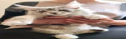 Maine Coon cats for sale: ❤️𝕾𝖙𝖚𝖓𝖓𝖎𝖓𝖌❤️ Maine Coon Kittens Ready - Advert 4