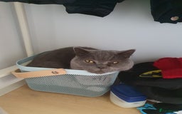 British Shorthair cats for sale: BSH boys - Image 3