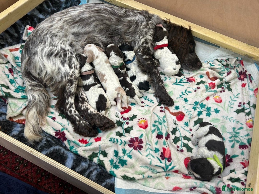 Cocker Spaniel dogs for sale: KC Registered Working Cocker Spaniel Puppies  - Advert 21