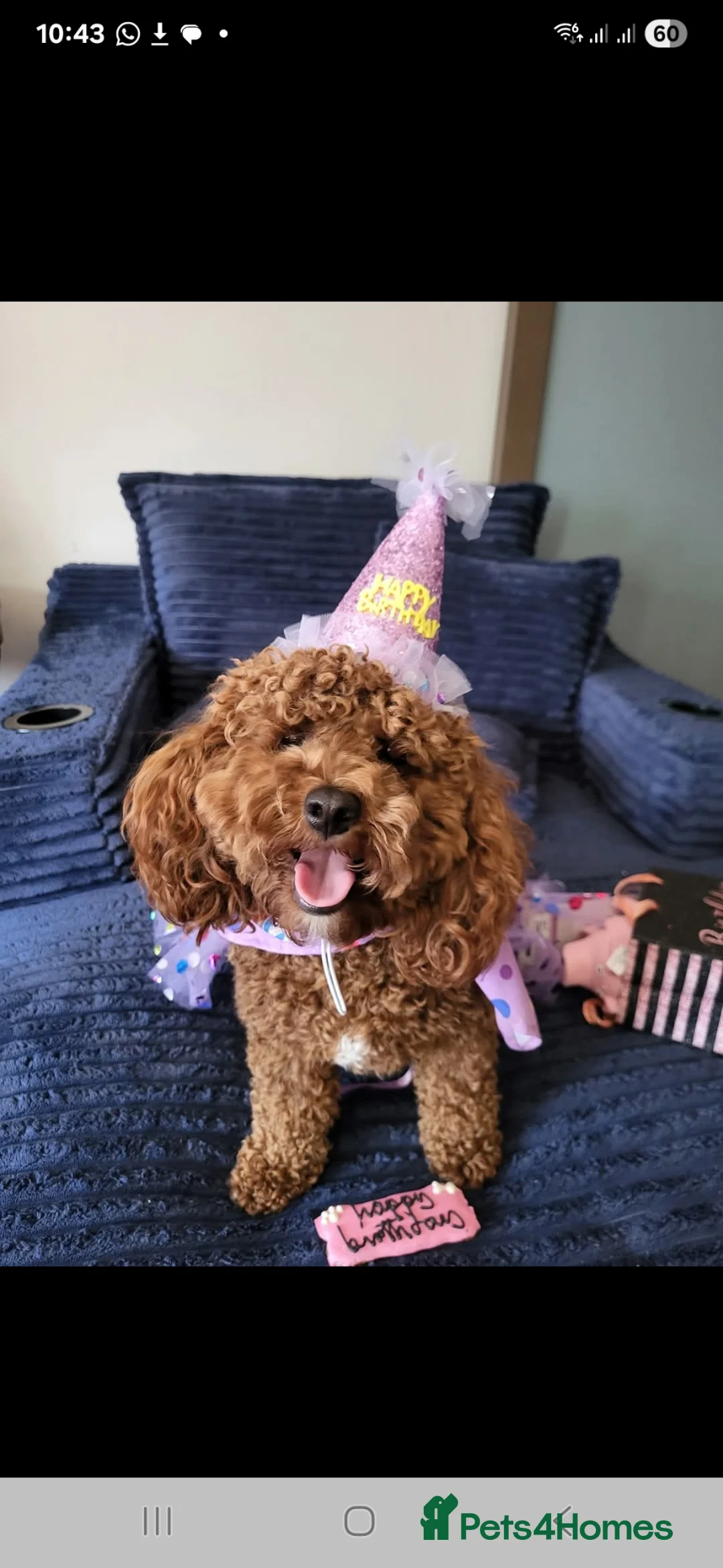 Cockapoo dogs for sale: Miniature cockapoo  in Kilmarnock - Advert 4