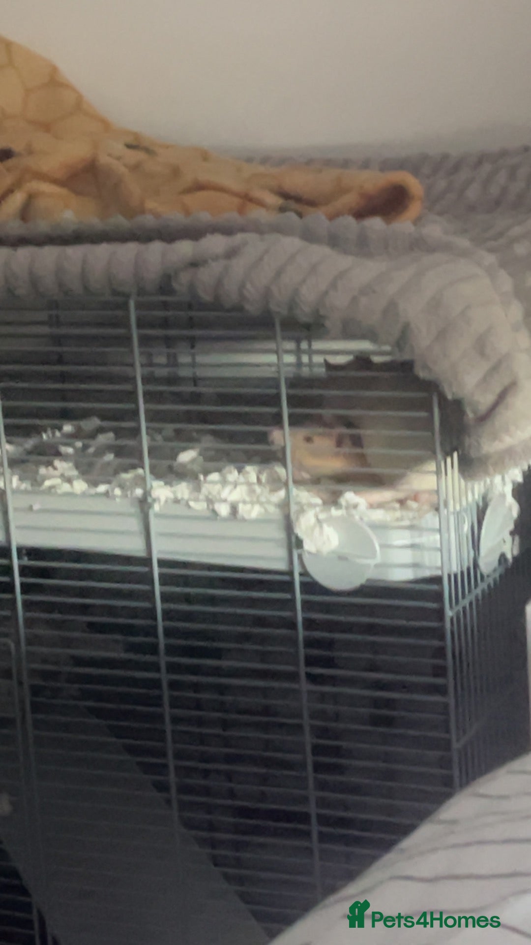 Rat rodents two male rats - 13 weeks old roughly - Advert 1