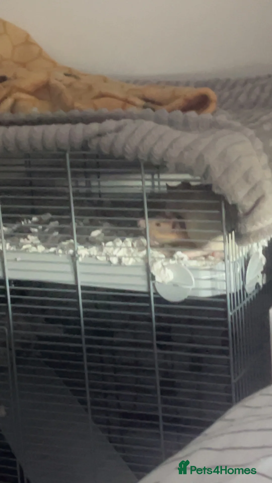 Rat rodents for sale: two male rats - 13 weeks old roughly in York - Advert 1