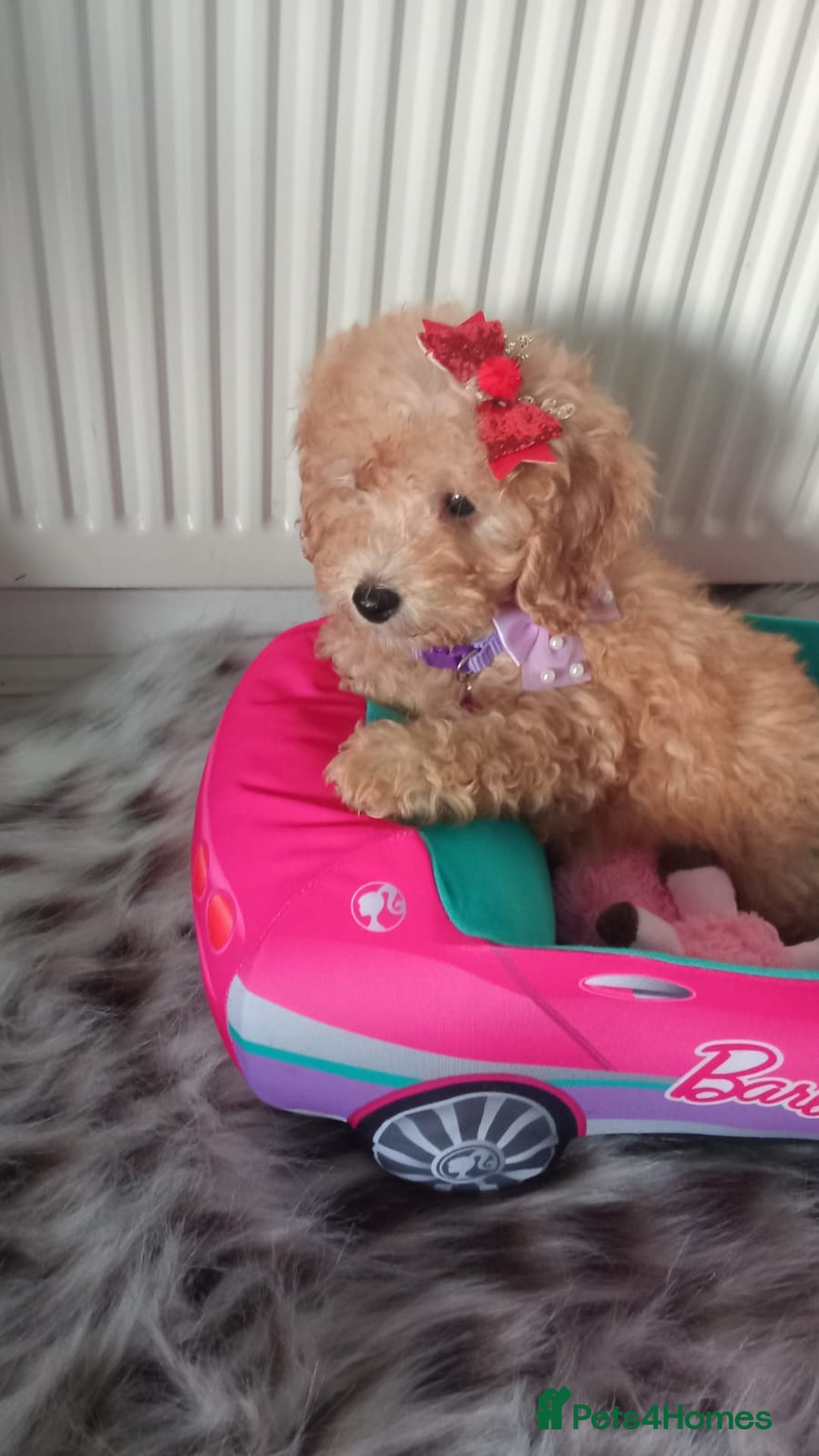 Miniature Poodle dogs for sale: Apricot miniature poodles - Advert 7